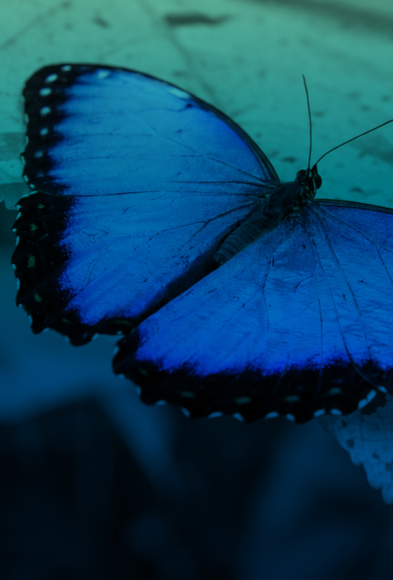 Close-up of a blue morpho butterfly resting with wings open, its bright blue wings edged in black with small white spots, on a dark teal background.